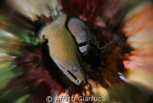 moray eels in contact by Afflitti Gianluca 